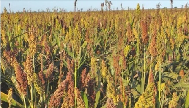 Produccion sorgo