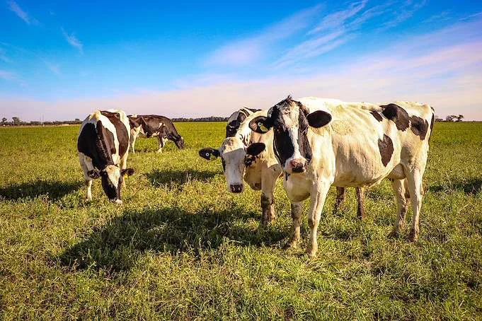Vaca lechera
