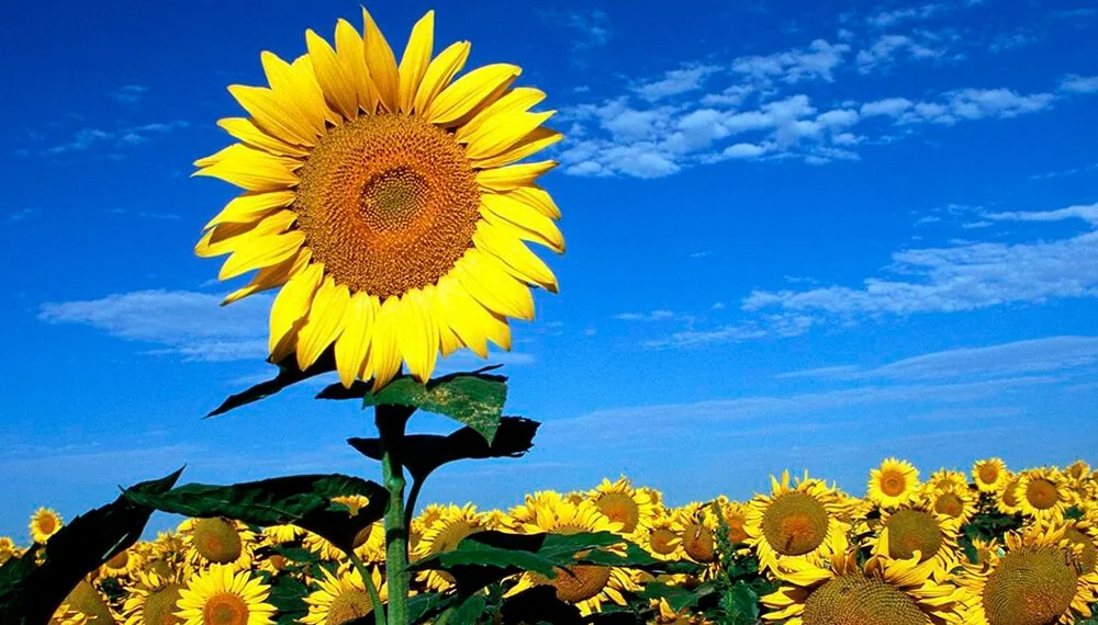 Siembra Girasol 1