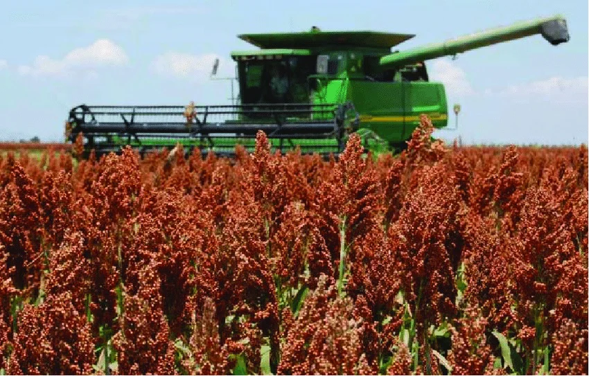 Cosecha Sorgo 1