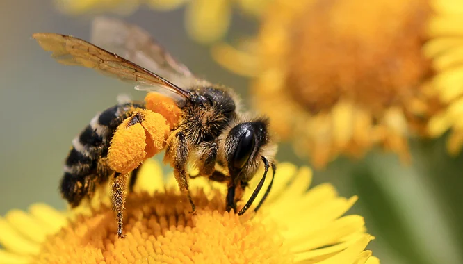 lcn-ABEJA